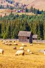 Romania, Transylvania, Carpathian Mountains. Bucovina. Grazing sheep. Art Print